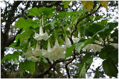 Datura arborea